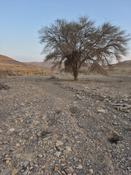 קובץ:2025-03-18T17 44 16.911694434342.jpg