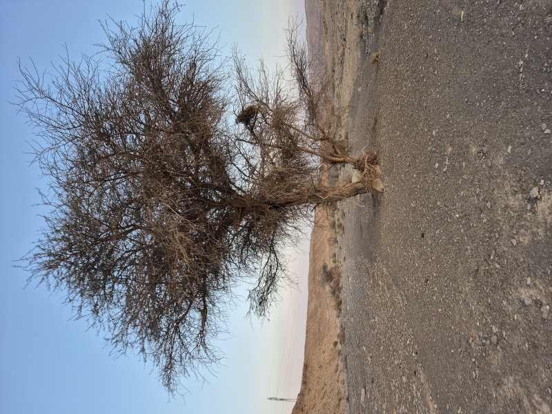 קובץ:2025-03-18T18 20 55.46462230949.jpg