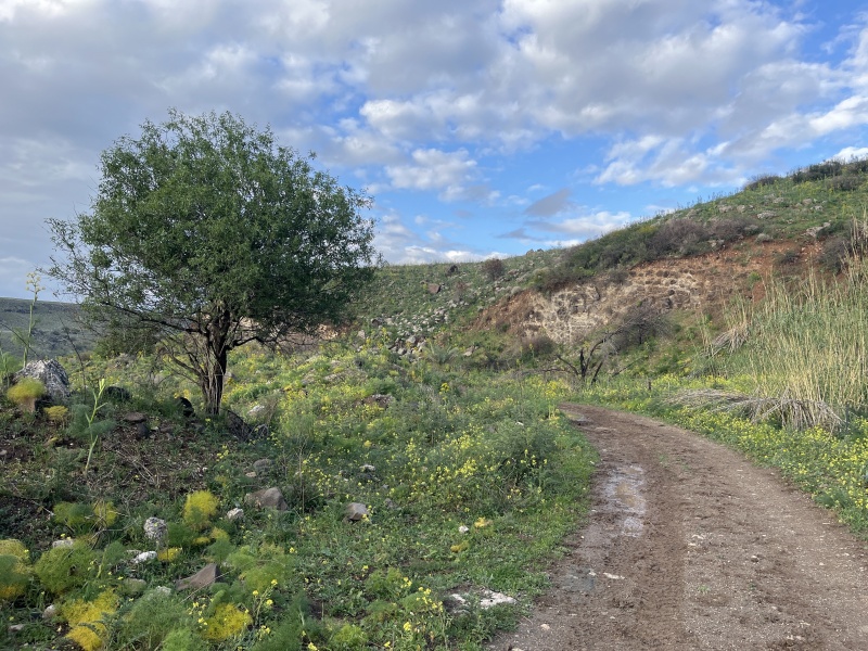 קובץ:2025-03-21T16 32 42.173802314016.jpg