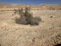 תמונה ממוזערת לגרסה מתאריך 12:21, 22 במרץ 2025