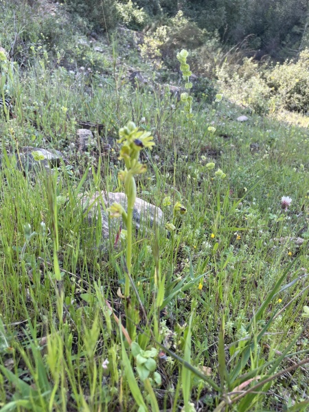 קובץ:2025-03-24T14 36 17.347428473204.jpg