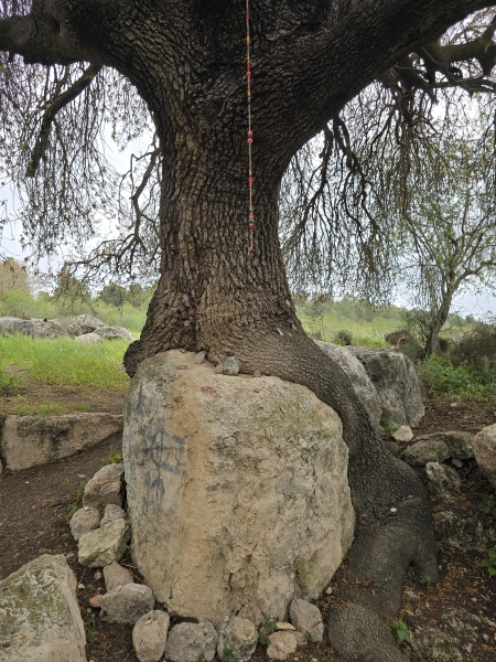 קובץ:2025-03-29T15 26 29.60597342402.jpg