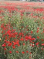 תמונה ממוזערת לגרסה מתאריך 08:49, 30 במרץ 2025