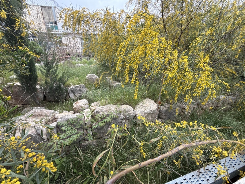 קובץ:2025-04-01T17 16 56.252402719308.jpg