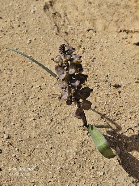 קובץ:2025-04-02T09 39 00.335896932180.jpg
