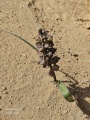 תמונה ממוזערת לגרסה מתאריך 06:19, 2 באפריל 2025