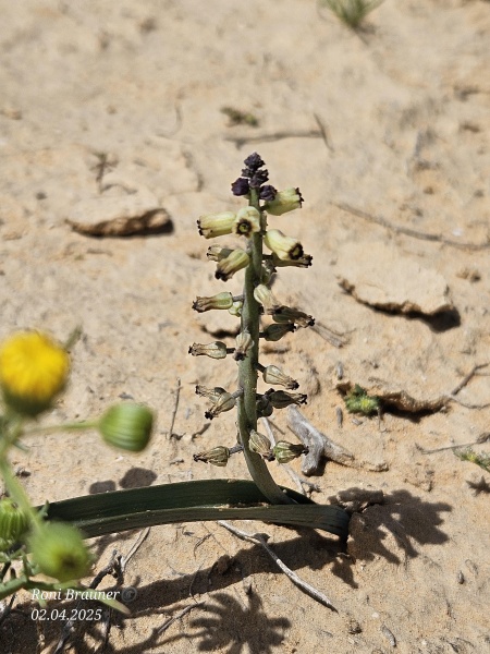 קובץ:2025-04-02T11 27 54.129286480010.jpg