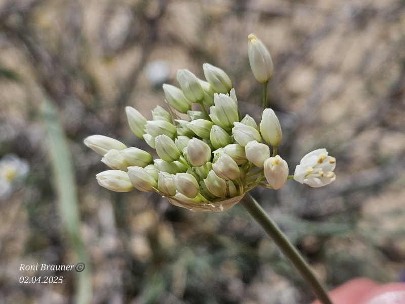 קובץ:2025-04-02T15 05 38.338398333722.jpg