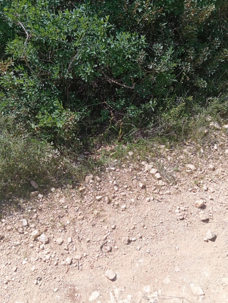 קובץ:2025-04-03T11 42 36.486118680604.jpg