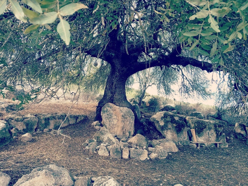 קובץ:2025-04-03T14 01 01.970991326930.jpg