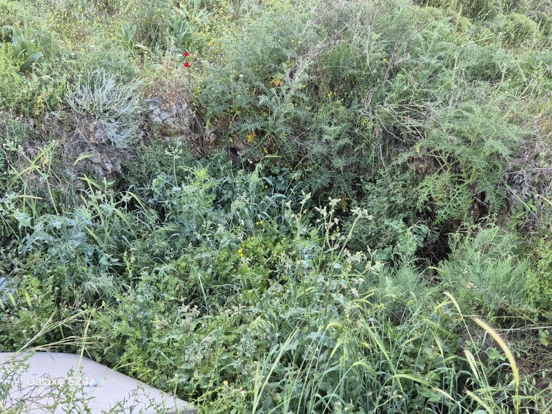 קובץ:2025-04-04T08 20 40.826896130473.jpg