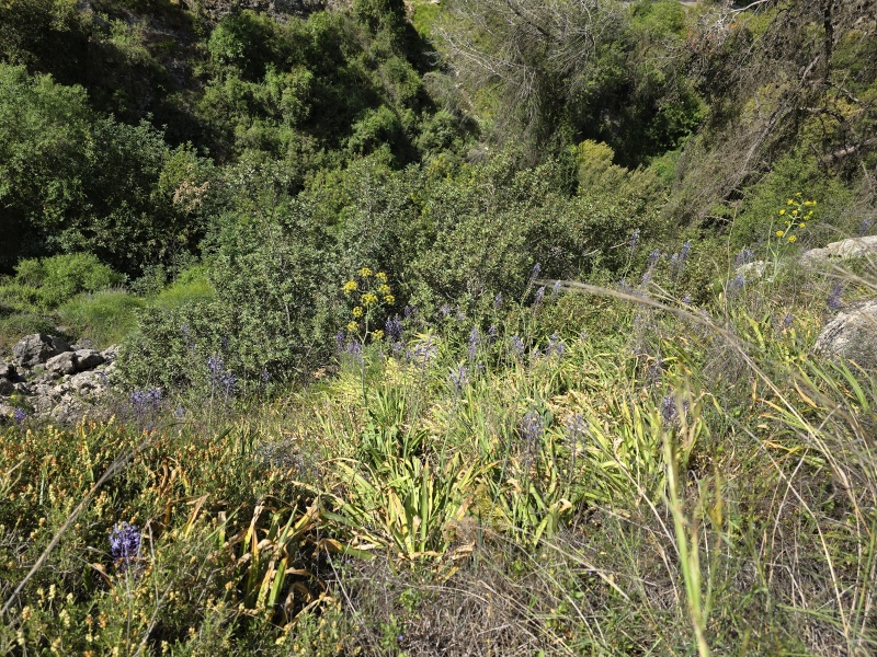 קובץ:2025-04-05T10 42 19.075319282016.jpg