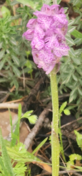 קובץ:2025-04-06T17 12 26.481246441142.jpg