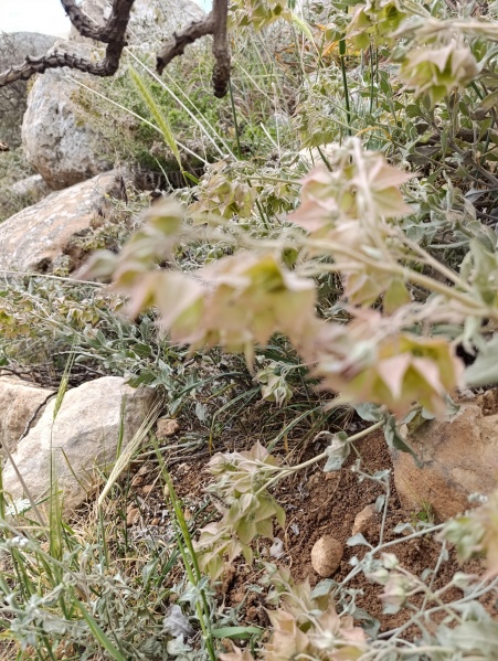 קובץ:2025-04-10T11 08 28.401473755307.jpg