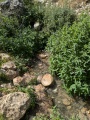 תמונה ממוזערת לגרסה מתאריך 08:19, 10 באפריל 2025