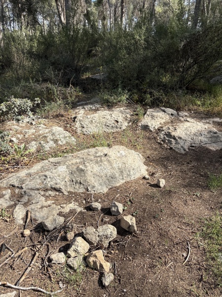 קובץ:2025-04-11T16 20 20.144980913958.jpg