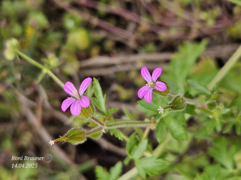 קובץ:2025-04-14T12 53 44.303127800955.jpg