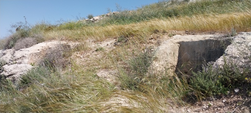 קובץ:2025-04-17T10 34 45.630699515734.jpg