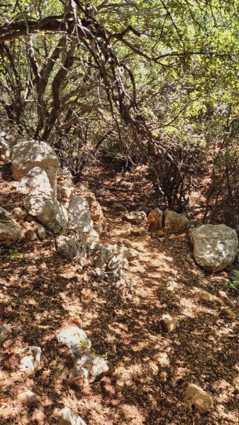 קובץ:2025-04-17T10 53 48.501777277557.jpg