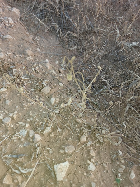 קובץ:2025-04-20T06 23 38.531173188721.jpg