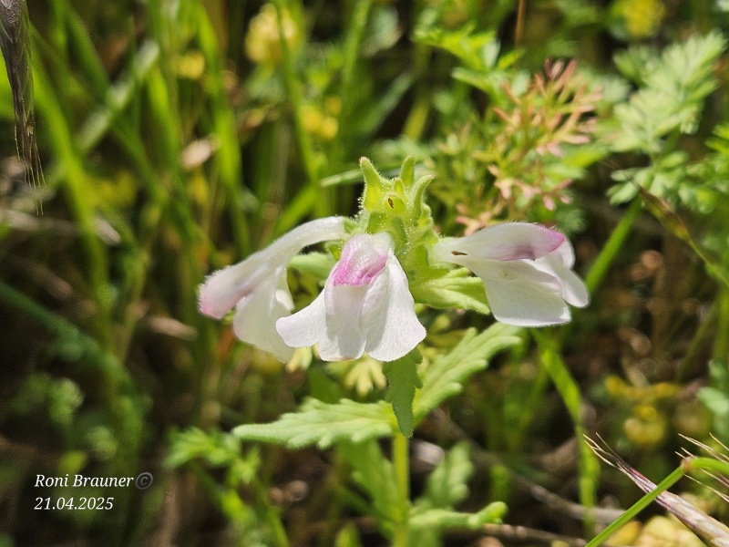 קובץ:2025-04-21T09 59 10.173002710463.jpg