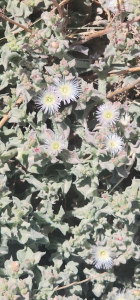 קובץ:2025-04-21T12 25 41.748840551970.jpg