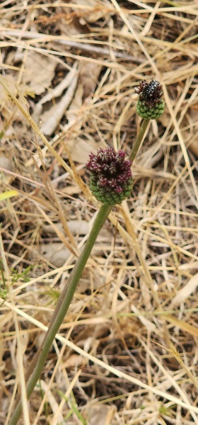 קובץ:2025-04-24T13 16 34.938368971850.jpg