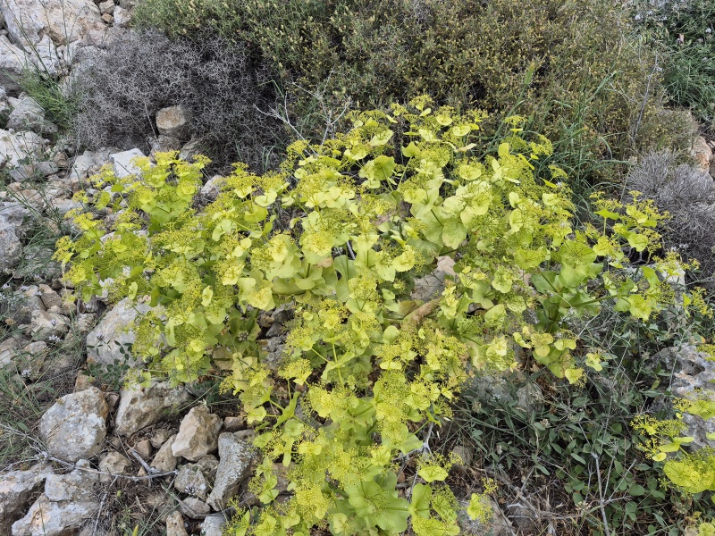קובץ:2025-04-26T09 31 48.195254483692.jpg
