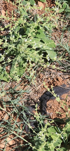 קובץ:2025-04-27T15 17 25.1309222238.jpg