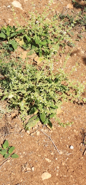 קובץ:2025-04-27T15 23 58.576250471748.jpg