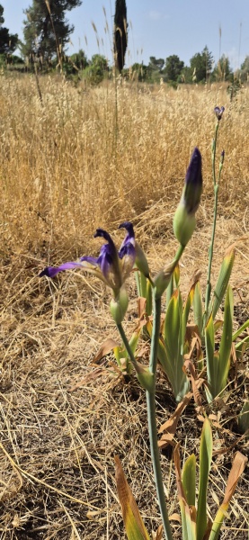 קובץ:2025-05-01T09 33 20.348504551139.jpg