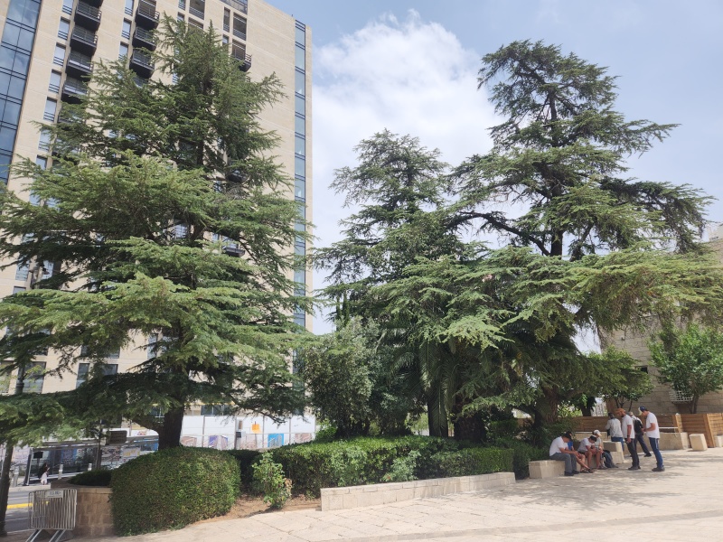 קובץ:2025-05-01T13 32 09.341116976489.jpg