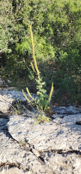 קובץ:2025-05-02T08 38 59.27923948378.jpg