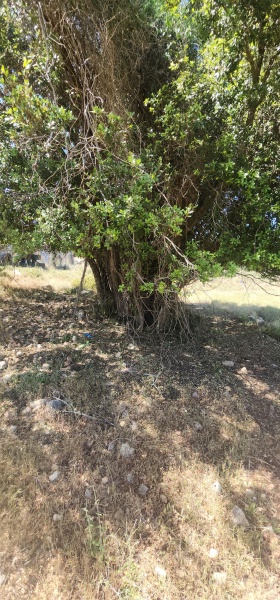 קובץ:2025-05-02T11 29 20.689446998712.jpg