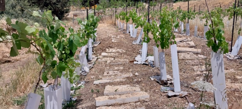 קובץ:2025-05-02T12 19 30.763271228244.jpg