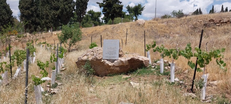 קובץ:2025-05-02T12 19 38.732821539754.jpg