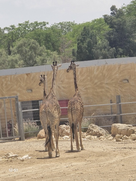 קובץ:2025-05-02T13 31 54.078171963583.jpg