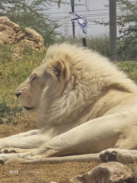 קובץ:2025-05-02T13 32 01.052460795900.jpg