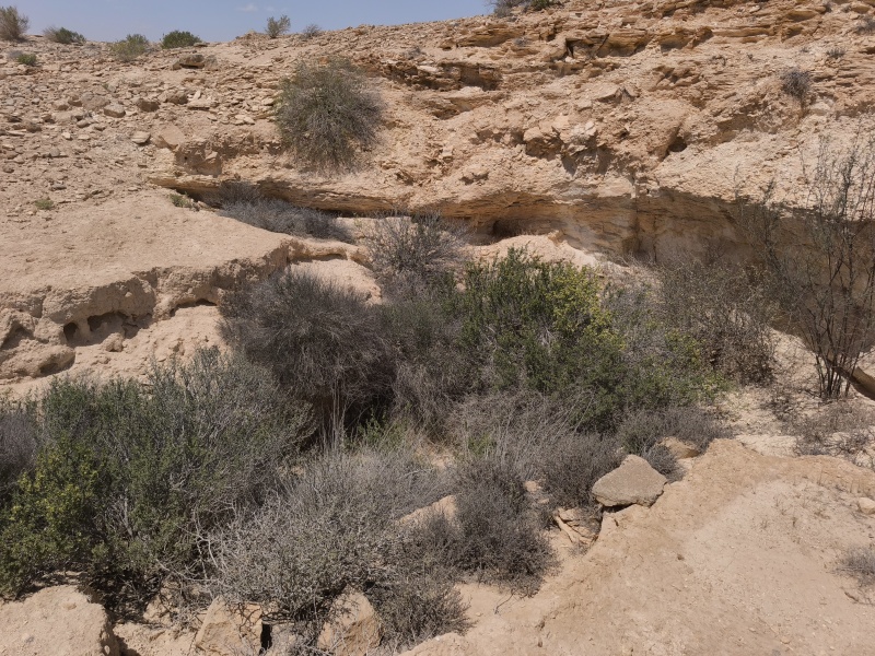 קובץ:2025-05-03T13 02 15.068632607637.jpg