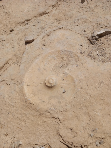 קובץ:2025-05-03T13 10 21.810848559169.jpg