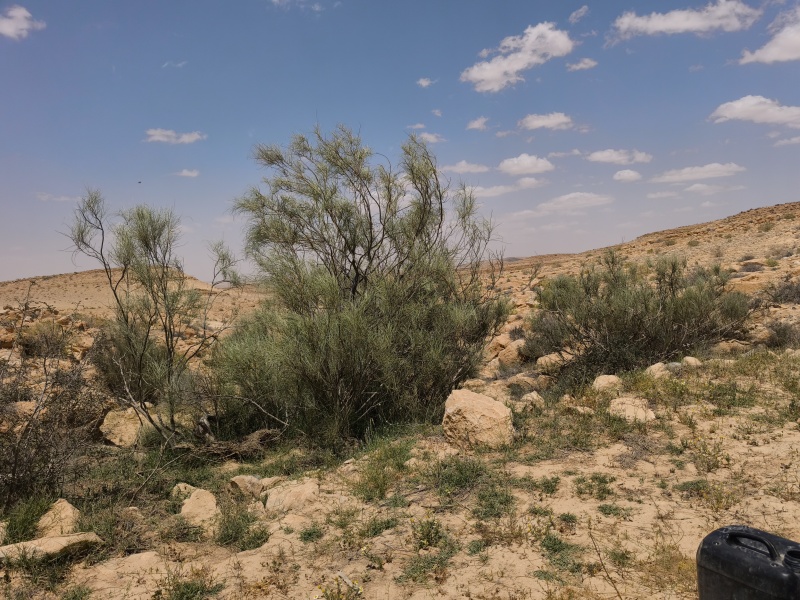 קובץ:2025-05-03T13 34 04.184869908473.jpg