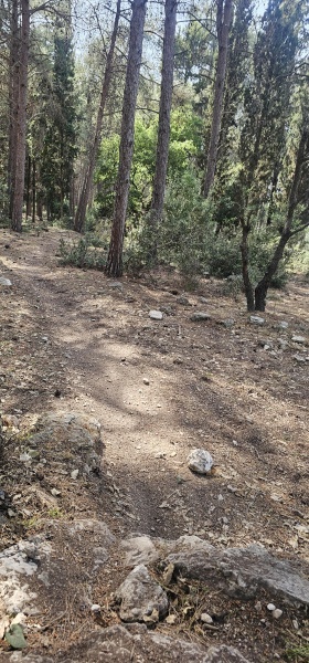 קובץ:2025-05-03T15 56 05.912360542797.jpg
