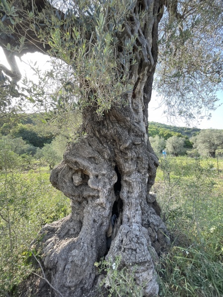 קובץ:2025-05-03T17 17 06.063956446122.jpg