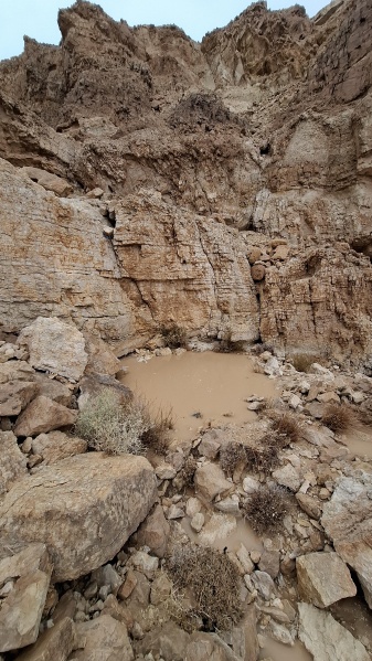 קובץ:2025-05-04T17 33 16.910815353152.jpg