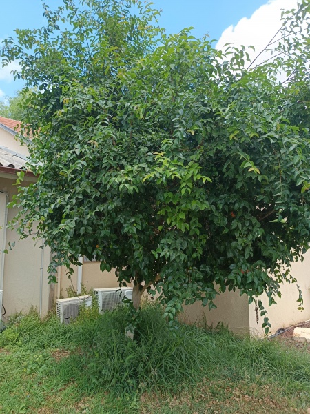 קובץ:2025-05-05T13 55 01.702754823133.jpg