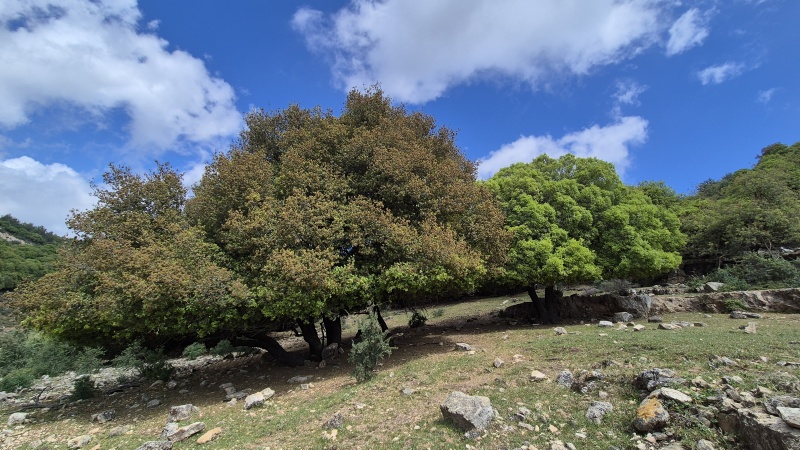 קובץ:2025-05-05T14 41 44.109989265233.jpg