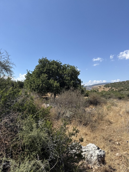 קובץ:2025-05-05T14 42 12.997078430261.jpg