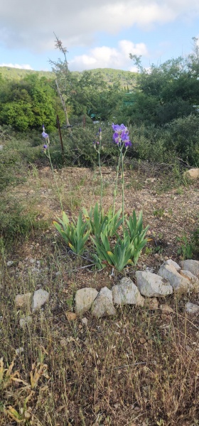 קובץ:2025-05-05T17 33 09.354047208887.jpg