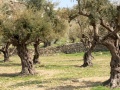 תמונה ממוזערת לגרסה מתאריך 14:38, 6 במאי 2025