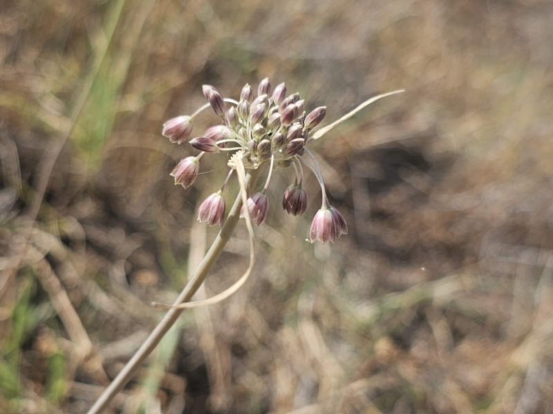 קובץ:2025-05-07T17 03 06.615773666525.jpg